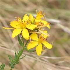 Hypericum perforatum (St John's Wort) at Yass River, NSW - 30 Jan 2025 by ConBoekel