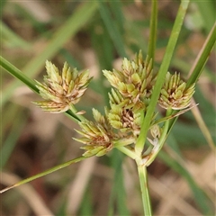 Cyperus eragrostis (Umbrella Sedge) at Yass River, NSW - 30 Jan 2025 by ConBoekel