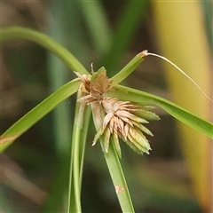 Cyperus eragrostis at Yass River, NSW - Yesterday 09:27 AM