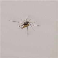 Gerridae (family) (Unidentified water strider) at Yass River, NSW - 30 Jan 2025 by ConBoekel