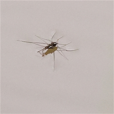 Gerridae (family) (Unidentified water strider) at Yass River, NSW - 30 Jan 2025 by ConBoekel