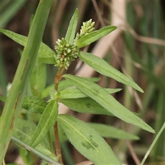 Persicaria prostrata (Creeping Knotweed) at Yass River, NSW - 30 Jan 2025 by ConBoekel