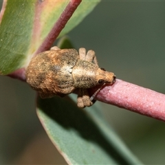 Gonipterus scutellatus (Eucalyptus snout beetle, gum tree weevil) at Lawson, ACT - 27 Jan 2025 by AlisonMilton