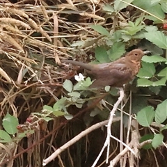 Turdus merula (Eurasian Blackbird) at Yass River, NSW - 30 Jan 2025 by ConBoekel