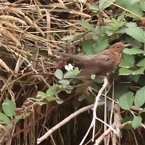 Turdus merula at Yass River, NSW by ConBoekel