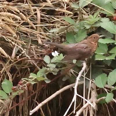 Turdus merula (Eurasian Blackbird) at Yass River, NSW - 30 Jan 2025 by ConBoekel