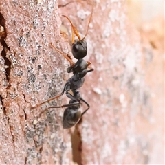 Unidentified Ant (Hymenoptera, Formicidae) at Yass River, NSW - 29 Jan 2025 by ConBoekel