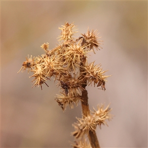 Unidentified Other Wildflower or Herb at Yass River, NSW by ConBoekel