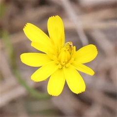 Unidentified Other Wildflower or Herb at Yass River, NSW - 29 Jan 2025 by ConBoekel