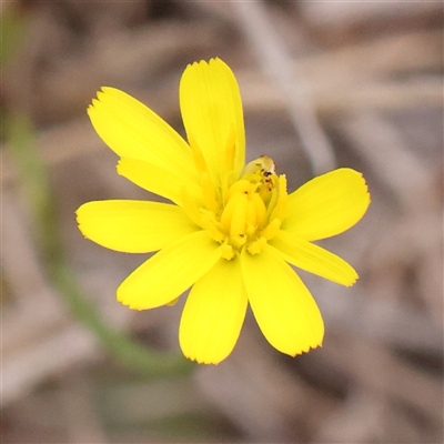 Hypochaeris radicata (Cat's Ear, Flatweed) at Yass River, NSW - 30 Jan 2025 by ConBoekel