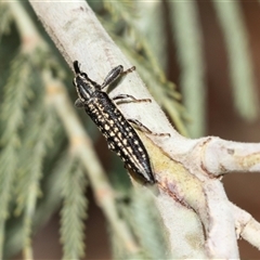 Rhinotia adelaidae (A belid weevil) at Lawson, ACT - 27 Jan 2025 by AlisonMilton