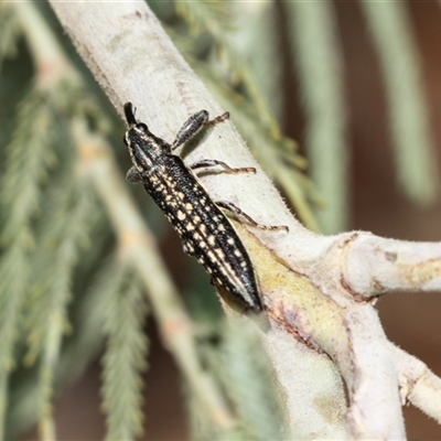 Rhinotia adelaidae (A belid weevil) at Lawson, ACT - 27 Jan 2025 by AlisonMilton