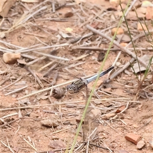 Unidentified Dragonfly (Anisoptera) at Yass River, NSW by ConBoekel