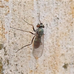 Dolichopodidae (family) (Unidentified Long-legged fly) at Yass River, NSW - 30 Jan 2025 by ConBoekel