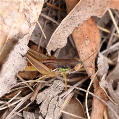 Praxibulus sp. (genus) (A grasshopper) at Yass River, NSW - 30 Jan 2025 by ConBoekel