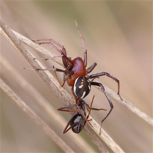 Habronestes bradleyi (Bradley's Ant-Eating Spider) at Yass River, NSW by ConBoekel