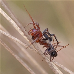 Habronestes bradleyi at Yass River, NSW - 30 Jan 2025 10:10 AM