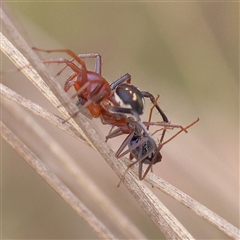 Habronestes bradleyi at Yass River, NSW - 30 Jan 2025 10:10 AM