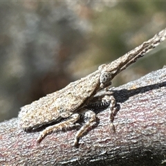 Eurinopsyche sp. (genus) (A Lantern Bug) at Cook, ACT - 30 Jan 2025 by Jubeyjubes