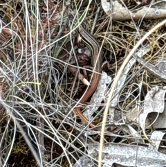 Ctenotus taeniolatus (Copper-tailed Skink) at Aranda, ACT - 30 Jan 2025 by Jubeyjubes