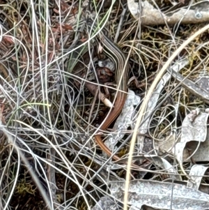 Ctenotus taeniolatus (Copper-tailed Skink) at Aranda, ACT by Jubeyjubes