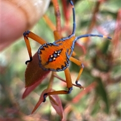 Amorbus sp. (genus) (Eucalyptus Tip bug) at Cook, ACT - 30 Jan 2025 by Jubeyjubes