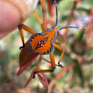 Amorbus sp. (genus) (Eucalyptus Tip bug) at Cook, ACT by Jubeyjubes