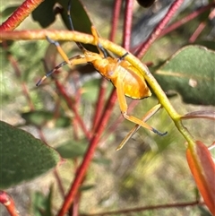 Amorbus sp. (genus) at Cook, ACT - 30 Jan 2025 04:27 PM