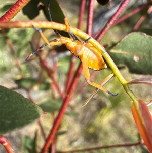 Amorbus sp. (genus) at Cook, ACT - 30 Jan 2025 04:27 PM