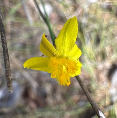 Tricoryne elatior (Yellow Rush Lily) at Cook, ACT - 30 Jan 2025 by Jubeyjubes