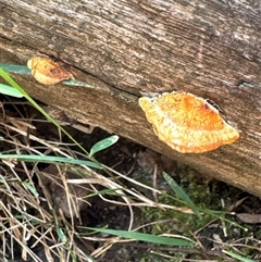 Trametes sp. at Cook, ACT - 30 Jan 2025 by Jubeyjubes