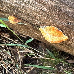 Trametes sp. at Cook, ACT by Jubeyjubes