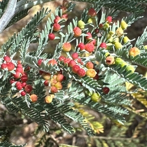 Monophlebulus sp. (genus) at Cook, ACT by Jubeyjubes