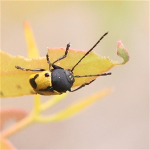 Cadmus (Cadmus) litigiosus (Leaf beetle) at Yass River, NSW by ConBoekel