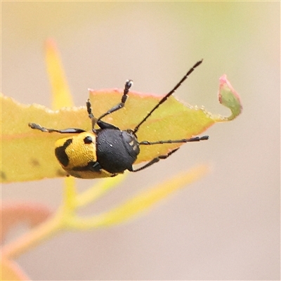 Cadmus (Cadmus) litigiosus (Leaf beetle) at Yass River, NSW - 30 Jan 2025 by ConBoekel