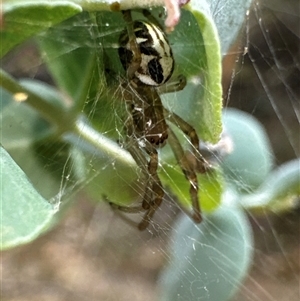 Unidentified Other web-building spider at Cook, ACT by Jubeyjubes