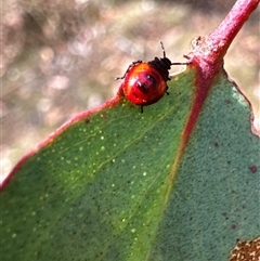 Oechalia schellenbergii (Spined Predatory Shield Bug) at Cook, ACT - 30 Jan 2025 by Jubeyjubes