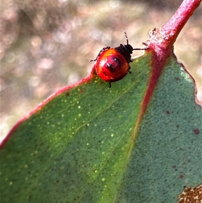 Oechalia schellenbergii (Spined Predatory Shield Bug) at Cook, ACT - 30 Jan 2025 by Jubeyjubes