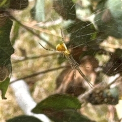 Unidentified Other web-building spider at Cook, ACT - 30 Jan 2025 by Jubeyjubes