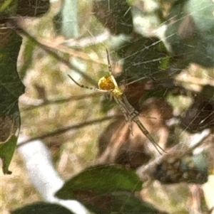 Unidentified Other web-building spider at Cook, ACT by Jubeyjubes