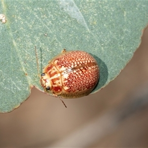 Paropsisterna decolorata (A Eucalyptus leaf beetle) at Lawson, ACT by AlisonMilton