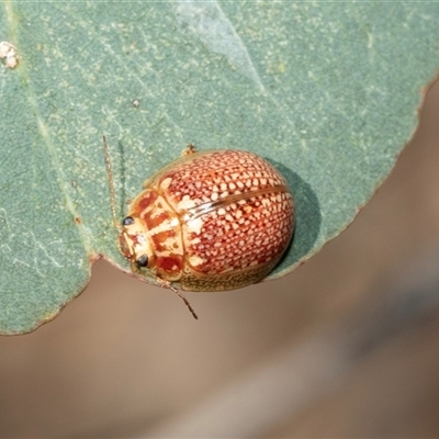 Paropsisterna decolorata (A Eucalyptus leaf beetle) at Lawson, ACT - 27 Jan 2025 by AlisonMilton