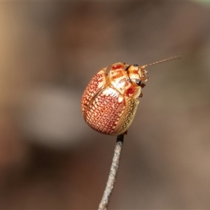 Paropsisterna decolorata at Lawson, ACT - 28 Jan 2025 10:40 AM