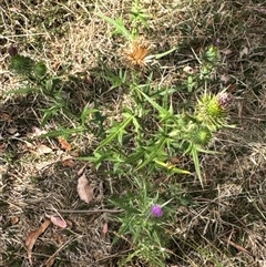 Cirsium vulgare (Spear Thistle) at Cook, ACT - 30 Jan 2025 by Jubeyjubes