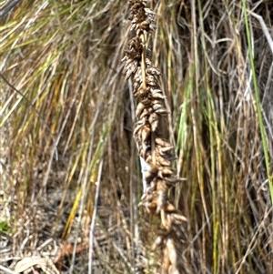 Lomandra longifolia at Cook, ACT by Jubeyjubes