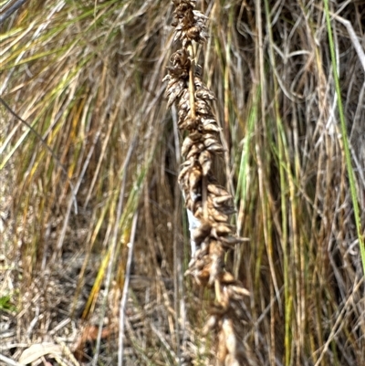 Lomandra longifolia at Cook, ACT - 30 Jan 2025 by Jubeyjubes