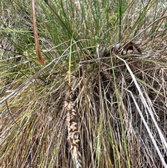 Carex appressa at Cook, ACT - 30 Jan 2025 03:58 PM