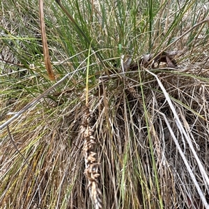 Carex appressa at Cook, ACT - 30 Jan 2025 03:58 PM