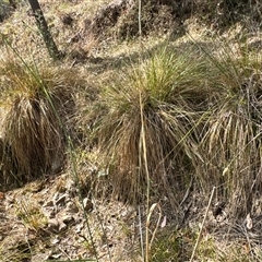 Carex appressa at Cook, ACT - 30 Jan 2025 03:58 PM