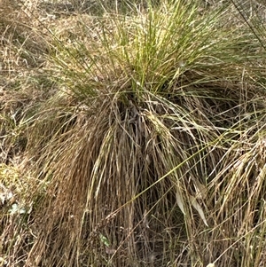 Carex appressa at Cook, ACT - 30 Jan 2025 03:58 PM